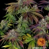 Full Mimosa EVO Strain plant with vibrant purple and green leaves, highlighting dense buds.