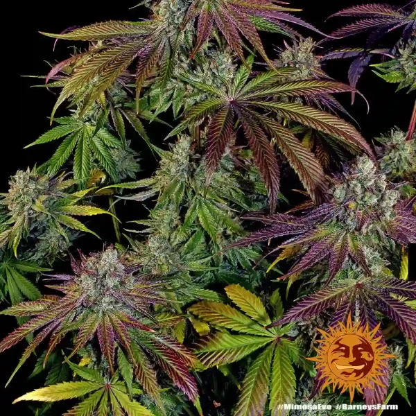 Full Mimosa EVO Strain plant with vibrant purple and green leaves, highlighting dense buds.