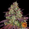 Detailed Mimosa EVO Strain bud with a blend of trichomes and purple hues.