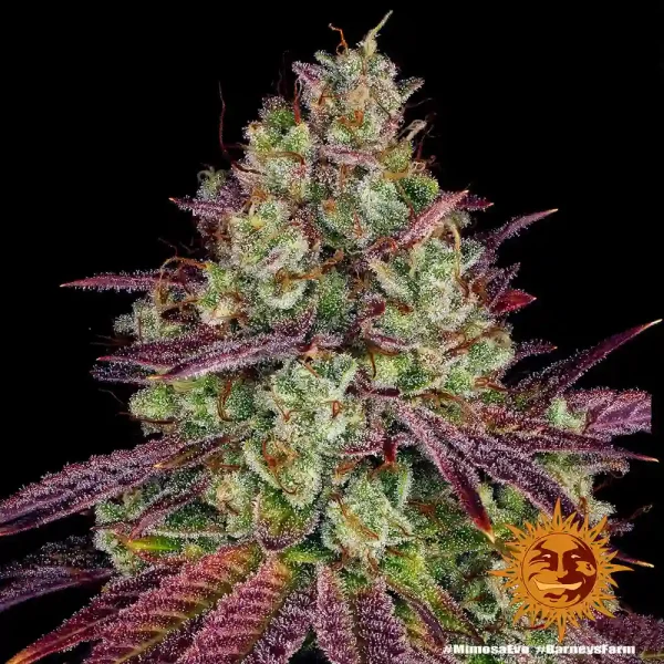 Detailed Mimosa EVO Strain bud with a blend of trichomes and purple hues.