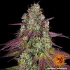 Mature Mimosa EVO Strain plant displaying thick, resin-coated buds and colorful foliage.