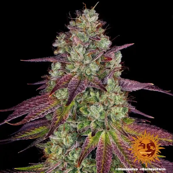 Mature Mimosa EVO Strain plant displaying thick, resin-coated buds and colorful foliage.