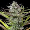 Close-up of Mimosa Strain bud showcasing a resin-rich, frosty appearance.