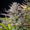 Mimosa Strain cola with intricate structure and a striking mix of colors.