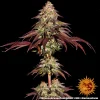 Mimosa x Orange Punch Auto plant with dense buds, orange pistils, and a glossy layer of trichomes.
