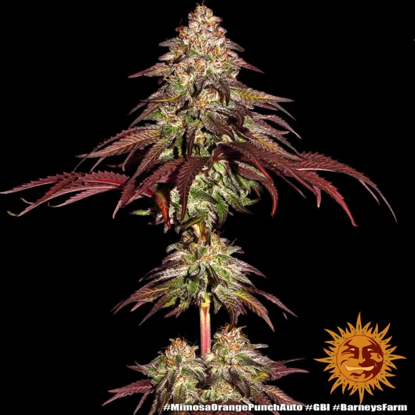 Mimosa x Orange Punch Auto plant with dense buds, orange pistils, and a glossy layer of trichomes.