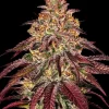 Close-up of Mimosa x Orange Punch Auto buds, highlighting trichomes and vivid green leaves