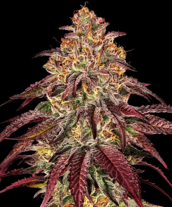 Close-up of Mimosa x Orange Punch Auto buds, highlighting trichomes and vivid green leaves