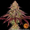 Flowering Mimosa x Orange Punch Auto strain with dense buds and visible trichome coating.