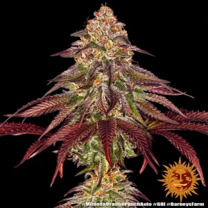 Flowering Mimosa x Orange Punch Auto strain with dense buds and visible trichome coating.