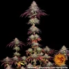 Mimosa x Orange Punch Auto strain showcasing compact, resinous buds with a citrusy aroma.