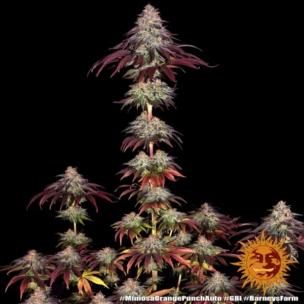 Mimosa x Orange Punch Auto strain showcasing compact, resinous buds with a citrusy aroma.