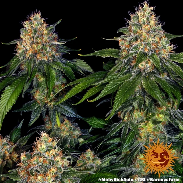 Moby Dick Auto strain in bloom, featuring dense buds covered in resin and bright orange pistils.