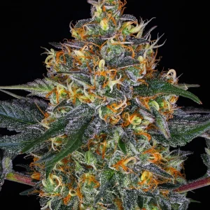 Mature Moby Dick strain with vibrant green leaves and abundant resin production.