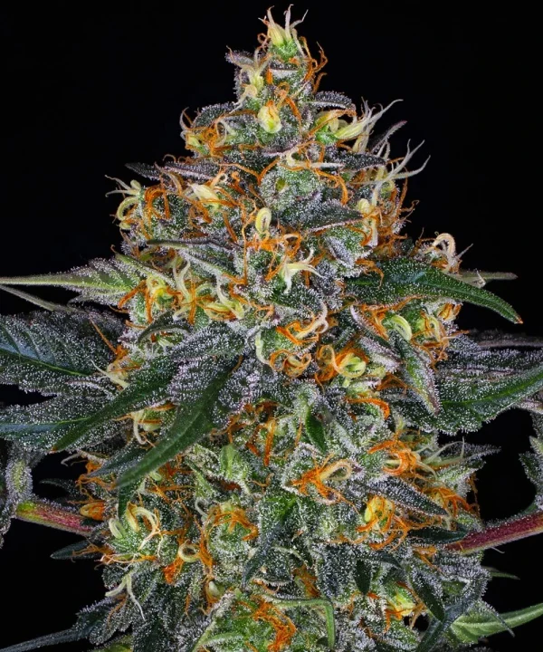 Mature Moby Dick strain with vibrant green leaves and abundant resin production.
