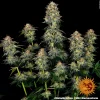 Close-up of Moby Dick bud highlighting its frosty trichomes and compact structure.