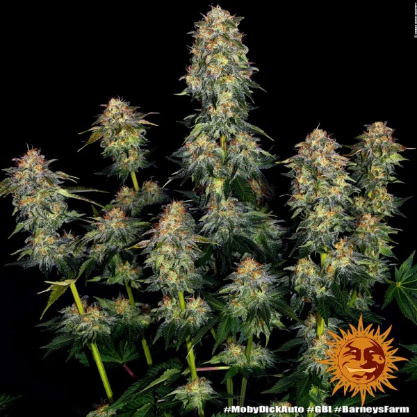 Close-up of Moby Dick bud highlighting its frosty trichomes and compact structure.