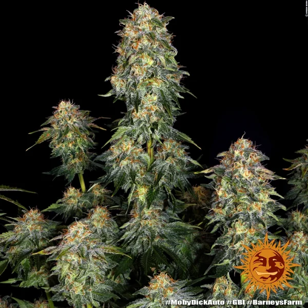 Moby Dick strain in bloom, featuring dense buds covered in resin and bright orange pistils.