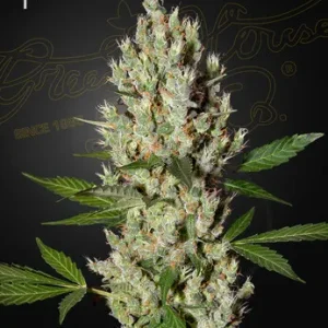 Towering cola of Moby Dick Strain, covered in glistening trichomes and healthy green leaves.