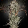 Flowering Money Maker Strain displaying dense bud clusters and vibrant green leaves.