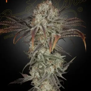 Flowering Money Maker Strain displaying dense bud clusters and vibrant green leaves.