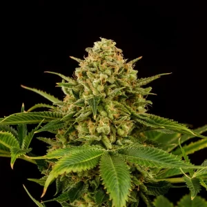 Monkey Grease Strain featuring lush green buds with extensive trichome coverage.