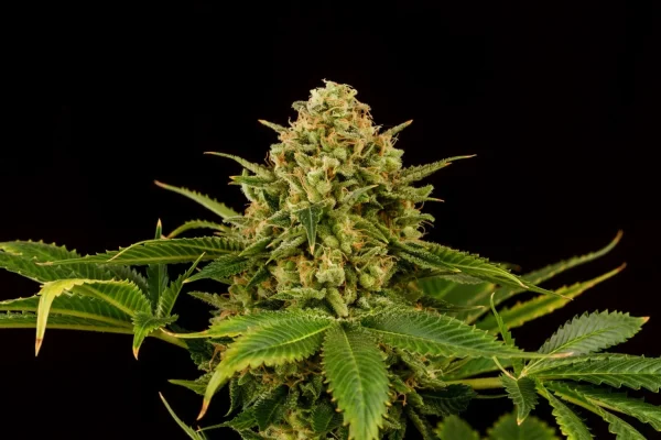 Monkey Grease Strain featuring lush green buds with extensive trichome coverage.