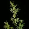 Tall and slender Mother Gorilla Strain plant in full bloom, showcasing elongated colas with bright green leaves.