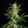 A compact Mother Gorilla Strain bud with resinous trichomes and deep purple hues contrasting with the green foliage.
