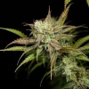Detailed view of a frosty Mother Gorilla Strain bud with sharp leaves and vibrant colors, perfect for resin extraction.
