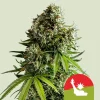 Close-up of NYC Sour D Auto Strain with dense buds and vibrant trichomes under natural light.