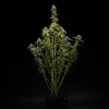 Tall NYC Sour D Auto Strain plant showing elongated structure and lush foliage.