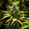 NYC Sour D Auto Strain colas maturing with deep green and resinous buds.