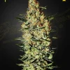 Neville's Haze Strain with strikingly frosty colas and subtle purple accents.