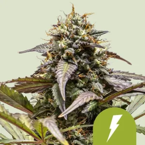 North Thunderfuck Auto Strain with vibrant trichome-covered buds, showcasing intense color and dense formation.