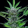 A full North Thunderfuck Auto Strain plant in indoor growth, flaunting robust branches and heavy bud sites.