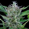 Close-up of a North Thunderfuck Auto Strain cola, with glistening trichomes and deep green, purple-tinged leaves.