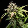 North Thunderfuck Auto Strain bud close-up, displaying resin-rich flowers and hints of purple on surrounding foliage.
