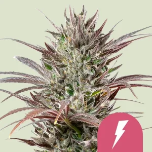 North Thunderfuck Strain showing dense buds with frosty trichomes and purple highlights, ideal for experienced users.