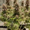 A close-up of North Thunderfuck Strain's rich, resin-coated flowers, showcasing its potent genetics.
