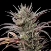 Tall, robust North Thunderfuck Strain plant under cultivation, with impressive bud production and purple-tinted leaves.