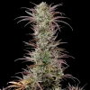 North Thunderfuck Strain bud structure highlighting dense, sticky nugs and vibrant trichomes.