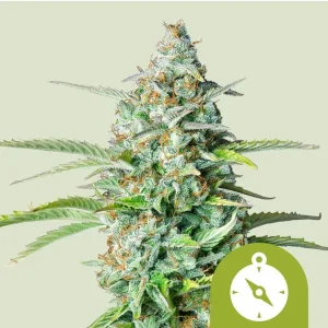 Northern Light Auto Strain buds with a dense structure, covered in frosty trichomes and a vibrant green hue.