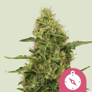 Northern Light Strain close-up, highlighting its dense buds and vibrant green foliage.