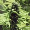 Mature Northern Light Strain plant in indoor setup, lush with broad leaves.