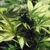 Northern Light Strain showcasing thick buds and abundant foliage, ideal for growers.