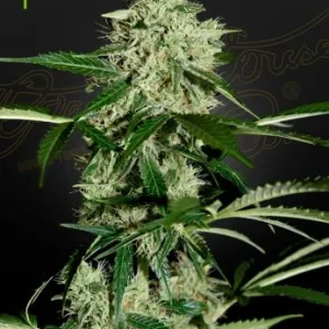 Northern Lights Auto Strain showcasing its compact, resin-drenched flowers and deep green hues.