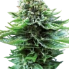 Northern Lights Auto strain buds, showcasing bright green hues and a generous dusting of sparkling resin.