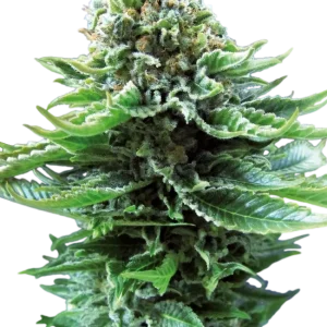 Northern Lights Auto strain buds, showcasing bright green hues and a generous dusting of sparkling resin.