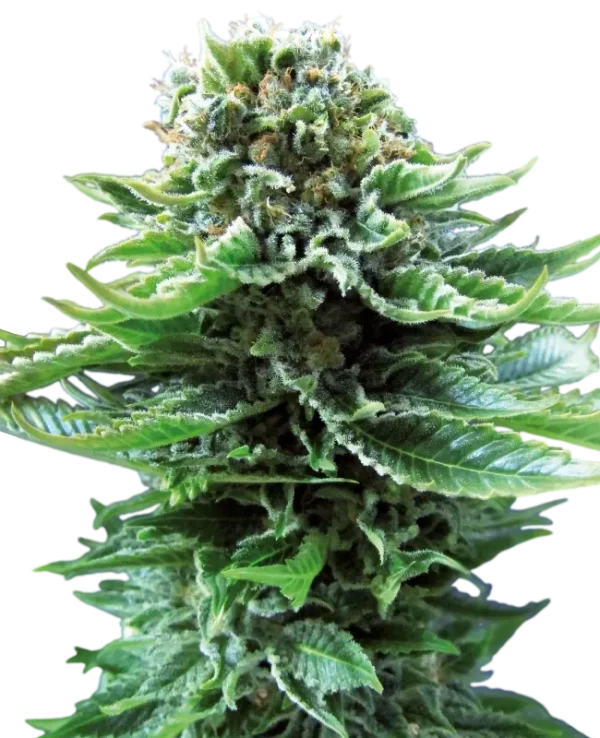 Northern Lights Auto strain buds, showcasing bright green hues and a generous dusting of sparkling resin.